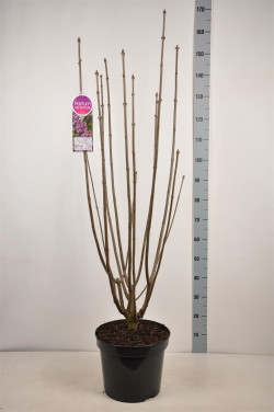 Alyvos (V) (Lot Syringa (V)) 'Red Wine' C15 90-120 CM 6+ Branches - nuotrauka 2