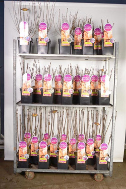 Alyva MIX (Lot Syringa in)  C5/P23 30/+ CM PREMIUM SELECTION - 21* Small - 21* Medium - 21* Large