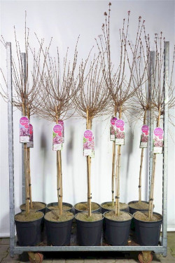 Alyva MIX (Lot Syringa in)  C10 STIEBAS 90 CM 5x6 mey. 'Palibin', 'Charles Joly', 'Mme Lemoine', 'And an Ludwih Spath' & 'Beauty