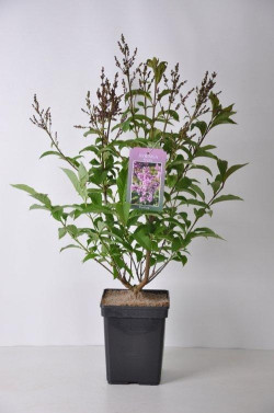 Alyvos (V) (Lot Syringa (V)) 'Royalty' C5/P23 30-50 CM 4-6 Branches - nuotrauka 1