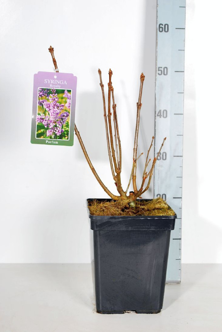 Alyvos (V) (Lot Syringa (V)) 'Royalty' C5/P23 30-50 CM 4-6 Branches