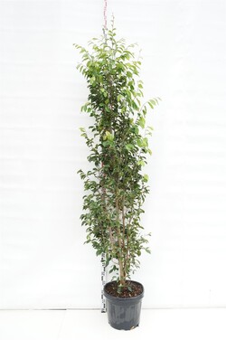 Sycoparrotia semidecidua (Lot Sycoparrotia semidecidua)  C35 200-250 CM