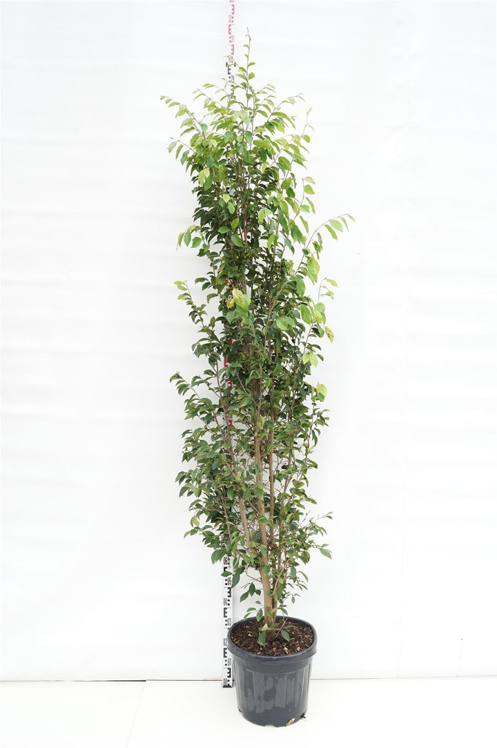 Sycoparrotia semidecidua (Lot Sycoparrotia semidecidua)  C35 200-250 CM