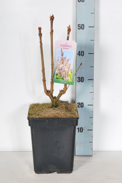 Alyvos (V) (Lot Syringa (V)) 'Telemina' C5/P23 30-50 CM 4-6 Branches - nuotrauka 2