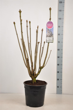 Alyvos (V) (Lot Syringa (V)) 'Telemina' C10 70-90 CM 4+ Branches - nuotrauka 2