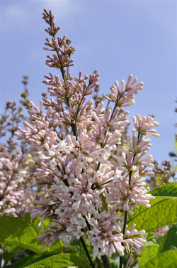 Alyvos (V) (Lot Syringa (V)) 'Telemina' C15 90-120 CM 6+ Branches - nuotrauka 1