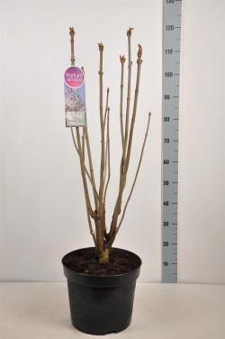 Alyvos (V) (Lot Syringa (V)) 'Telemina' C15 90-120 CM 6+ Branches - nuotrauka 2