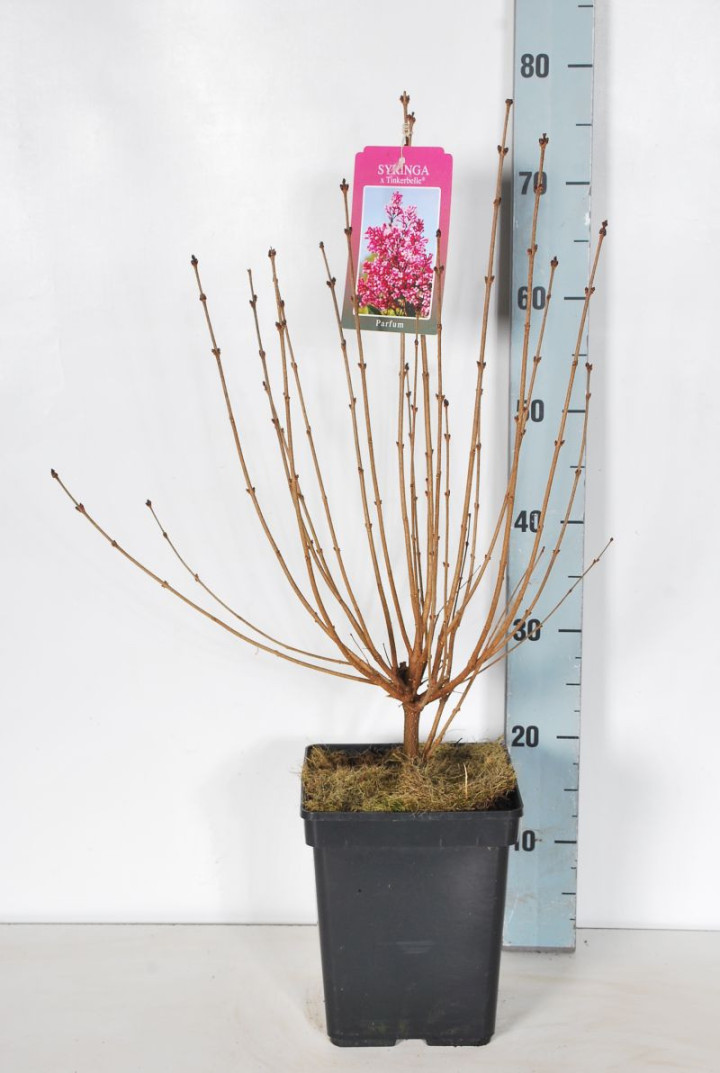Alyvos (Lot Syringa) 'Tinkerbelle' C5/P23 30-50 CM 6+ Branches