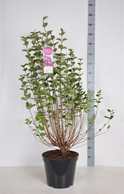Alyvos (Lot Syringa) 'Tinkerbelle' C15 90-120 CM 15+ Branches - nuotrauka 1