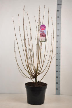 Alyvos (Lot Syringa) 'Tinkerbelle' C15 90-120 CM 15+ Branches - nuotrauka 2