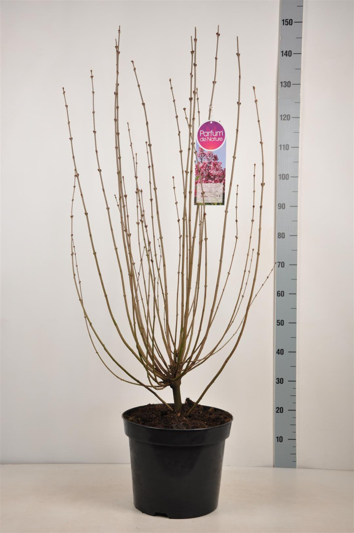 Alyvos (Lot Syringa) 'Tinkerbelle' C15 90-120 CM 15+ Branches