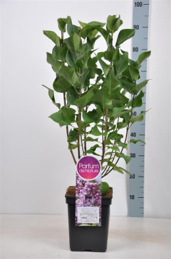 Alyva paprastoji (Lot Syringa v.) 'Mme Antoine Buchner' C5/P23 50-70 CM 3-5 Branches - nuotrauka 1