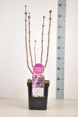 Alyva paprastoji (Lot Syringa v.) 'Mme Antoine Buchner' C5/P23 50-70 CM 3-5 Branches - nuotrauka 2