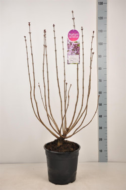 Alyva paprastoji (Lot Syringa v.) 'Mme Antoine Buchner' C10 70-90 CM 4+ Branches - nuotrauka 2