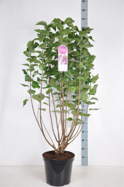Alyva paprastoji (Lot Syringa v.) 'Mme Antoine Buchner' C15 90-120 CM 6+ Branches - nuotrauka 1
