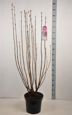 Alyva paprastoji (Lot Syringa v.) 'Mme Antoine Buchner' C15 90-120 CM 6+ Branches - nuotrauka 2