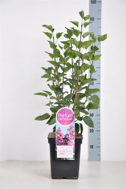 Alyva paprastoji (Lot Syringa v.) 'Adelaide Dunbar' C5/P23 50-70 CM 3-5 Branches - nuotrauka 1