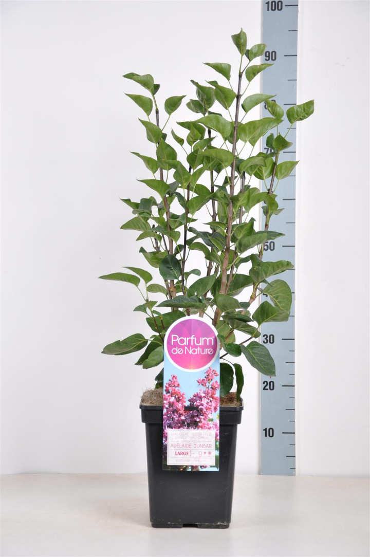 Alyva paprastoji (Lot Syringa v.) 'Adelaide Dunbar' C5/P23 50-70 CM 3-5 Branches
