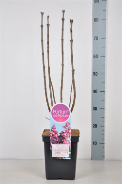 Alyva paprastoji (Lot Syringa v.) 'Adelaide Dunbar' C5/P23 50-70 CM 3-5 Branches - nuotrauka 2