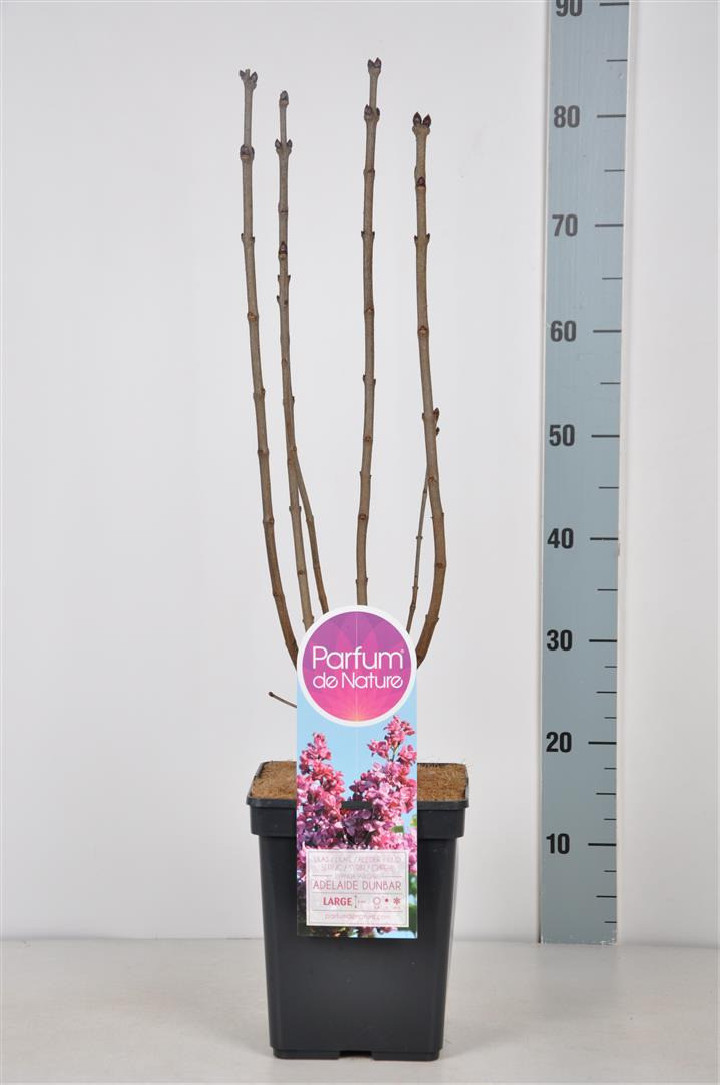 Alyva paprastoji (Lot Syringa v.) 'Adelaide Dunbar' C5/P23 50-70 CM 3-5 Branches