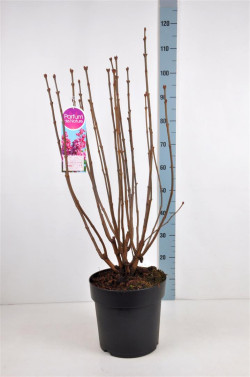 Alyva paprastoji (Lot Syringa v.) 'Adelaide Dunbar' C10 70-90 CM 4+ Branches