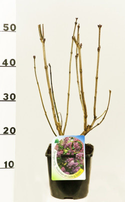 Alyva paprastoji (Lot Syringa v.) 'And. an Ludwig Spath' C2/P17 30-40 CM | ALYVOS | KRŪMAI