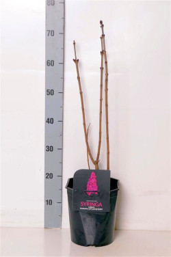 Alyva paprastoji (Lot Syringa v.) 'And. an Ludwig Spath' C4,5/P22 50-60 CM 3-4 B.