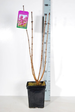 Alyva paprastoji (Lot Syringa v.) 'And. an Ludwig Spath' C5/P23 50-70 CM 3-5 Branches - nuotrauka 2