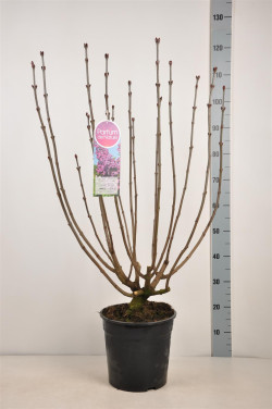 Alyva paprastoji (Lot Syringa v.) 'And. an Ludwig Spath' C10 70-90 CM 4+ Branches - nuotrauka 1