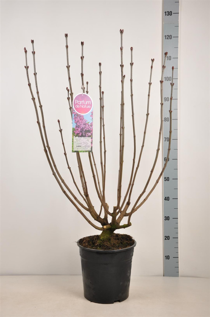 Alyva paprastoji (Lot Syringa v.) 'And. an Ludwig Spath' C10 70-90 CM 4+ Branches