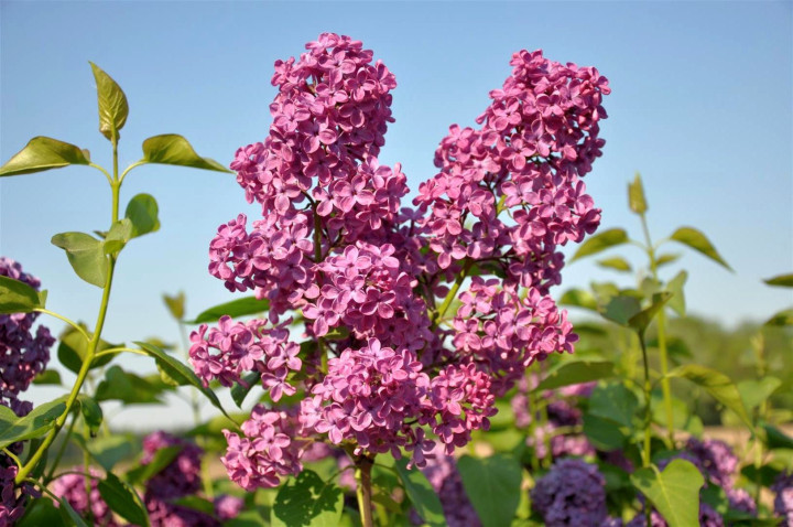 Alyva paprastoji (Lot Syringa v.) 'And. an Ludwig Spath' C10 70-90 CM 4+ Branches