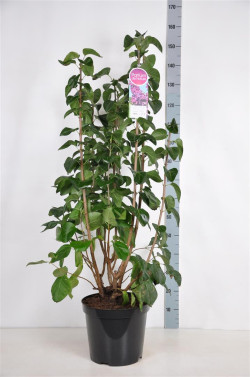 Alyva paprastoji (Lot Syringa v.) 'And. an Ludwig Spath' C15 90-120 CM 6+ Branches - nuotrauka 1
