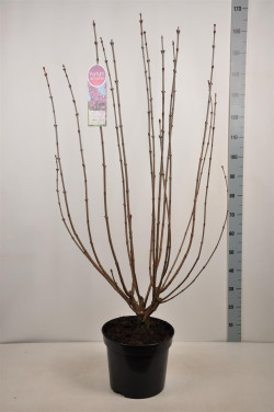 Alyva paprastoji (Lot Syringa v.) 'And. an Ludwig Spath' C15 90-120 CM 6+ Branches - nuotrauka 2