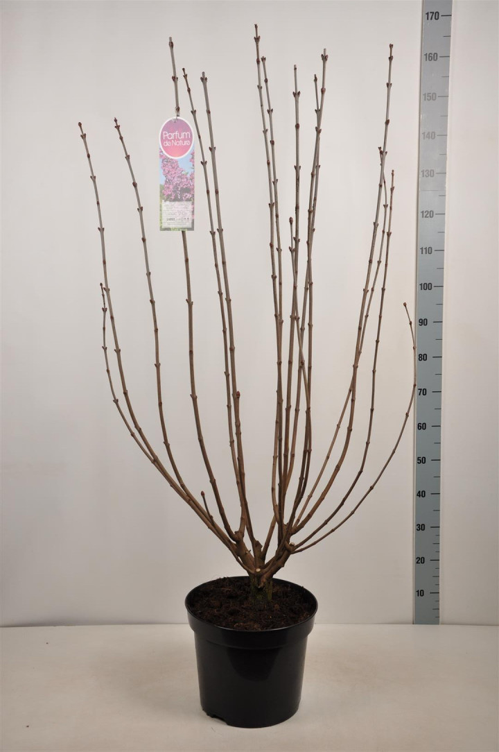 Alyva paprastoji (Lot Syringa v.) 'And. an Ludwig Spath' C15 90-120 CM 6+ Branches