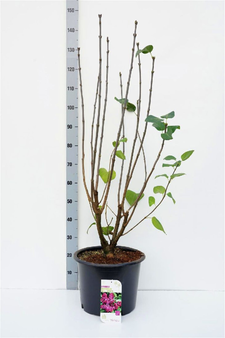 Alyva paprastoji (Lot Syringa v.) 'And. an Ludwig Spath' C20 100-125 CM