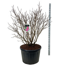 Alyva paprastoji (Lot Syringa v.) 'And. an Ludwig Spath' C230 125-150 CM SOL