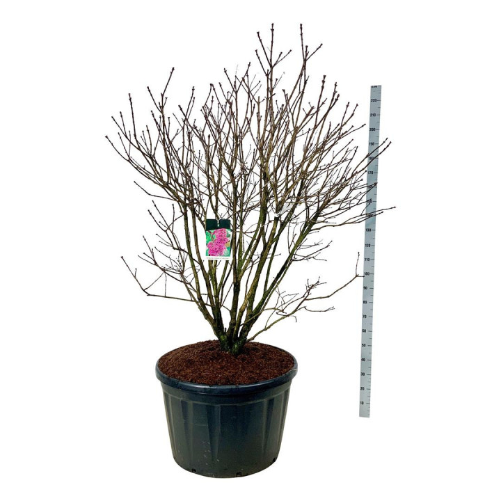 Alyva paprastoji (Lot Syringa v.) 'And. an Ludwig Spath' C230 150-175 CM SOL | ALYVOS | KRŪMAI