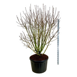 Alyva paprastoji (Lot Syringa v.) 'And. an Ludwig Spath' C230 175-200 SOL | ALYVOS | KRŪMAI