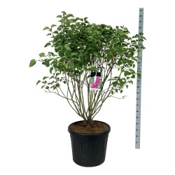Alyva paprastoji (Lot Syringa v.) 'And. an Ludwig Spath' C90 125-150 CM EXTRA