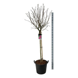 Alyva paprastoji (Lot Syringa v.) 'And. an Ludwig Spath' C55 STIEBAS 120 CM - nuotrauka 1