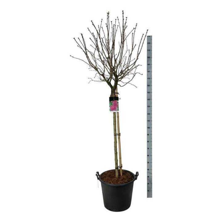 Alyva paprastoji (Lot Syringa v.) 'And. an Ludwig Spath' C55 STIEBAS 120 CM