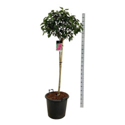 Alyva paprastoji (Lot Syringa v.) 'And. an Ludwig Spath' C55 STIEBAS 120 CM - nuotrauka 2