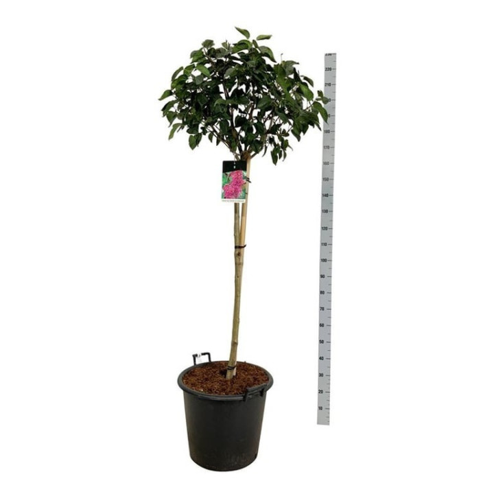 Alyva paprastoji (Lot Syringa v.) 'And. an Ludwig Spath' C55 STIEBAS 120 CM