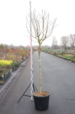 Alyva paprastoji (Lot Syringa v.) 'And. an Ludwig Spath' C55 STIEBAS 120 CM SOL - nuotrauka 1