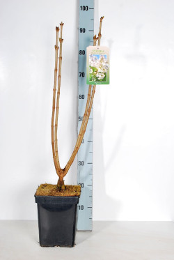 Alyva paprastoji (Lot Syringa v.) 'Beauty of Moscow' C5/P23 50-70 CM 3-5 Branche - nuotrauka 1