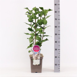 Alyva paprastoji (Lot Syringa v.) 'Beauty of Moscow' C5/P23 50-70 CM 3-5 Branche - nuotrauka 2