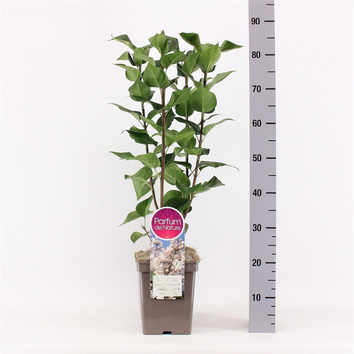 Alyva paprastoji (Lot Syringa v.) 'Beauty of Moscow' C5/P23 50-70 CM 3-5 Branche