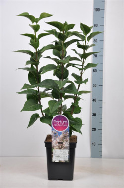 Alyva paprastoji (Lot Syringa v.) 'Beauty of Moscow' C5/P23 50-70 CM (PDN) - nuotrauka 1