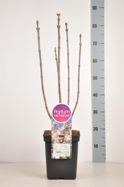 Alyva paprastoji (Lot Syringa v.) 'Beauty of Moscow' C5/P23 50-70 CM (PDN) - nuotrauka 2