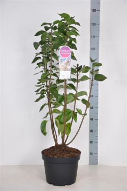 Alyva paprastoji (Lot Syringa v.) 'Beauty of Moscow' C10 70-90 CM 4+ BRANCHE - nuotrauka 1